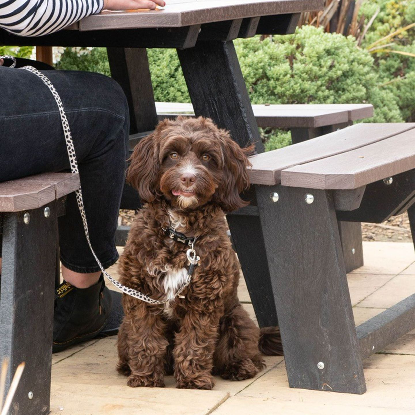 Your local dog friendly pub in Gailey